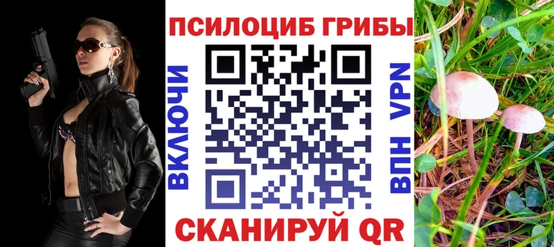ссылка на мегу зеркало Чадан Псилоцибиновые грибы Cubensis